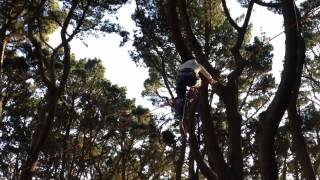 T Chongo mount