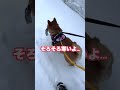 すれ違う人全員から笑われる柴犬 #shorts