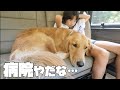 【大型犬1歳のいる生活#18】愛犬の健診へ行く家族の土曜日