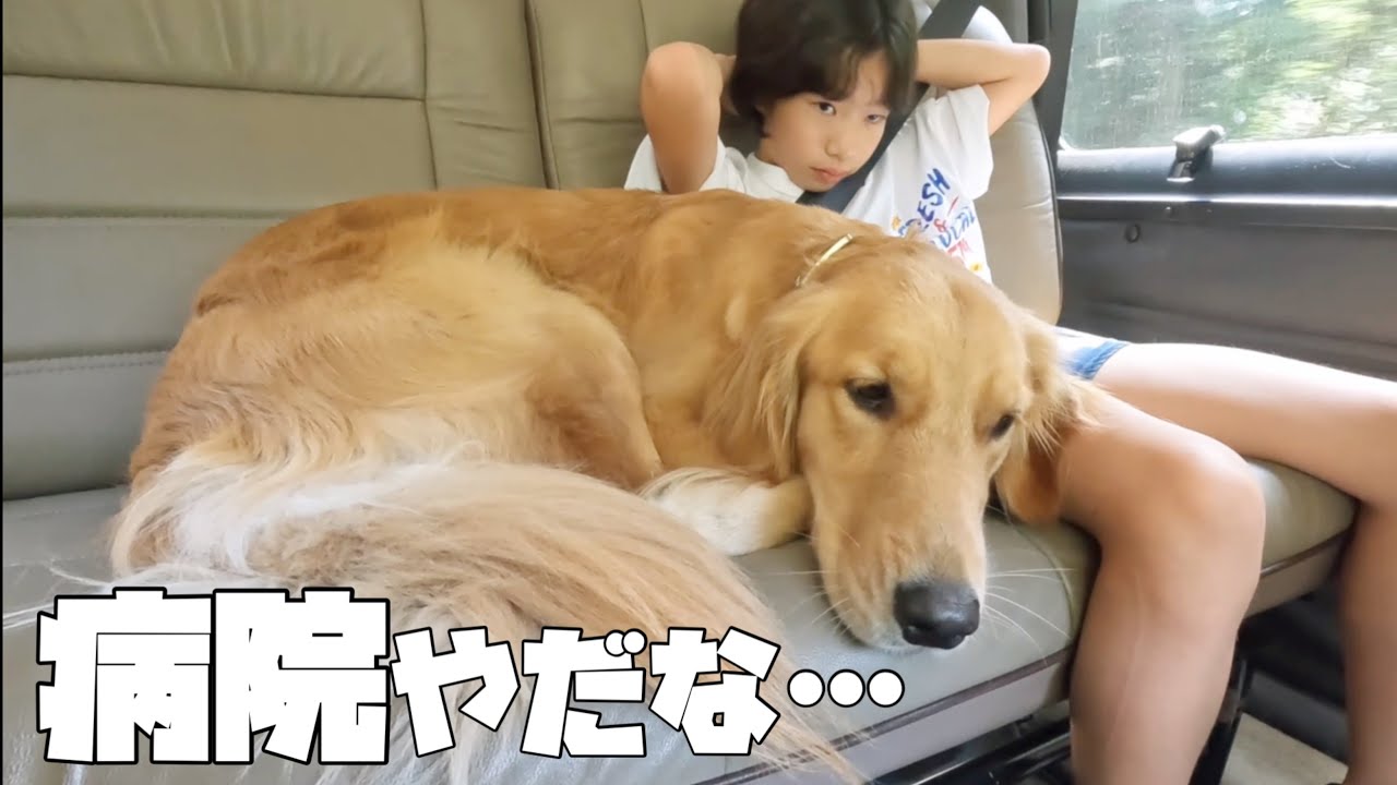 【大型犬1歳のいる生活#18】愛犬の健診へ行く家族の土曜日