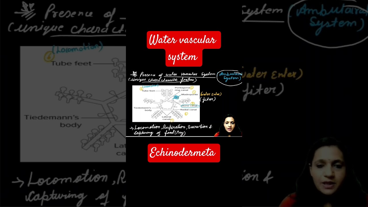 Water vascular system #echinodermata #educationalvideo #study #biology #biologics #shortvideo #yt