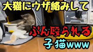 大猫にウザ絡みしてぶん殴られる子猫