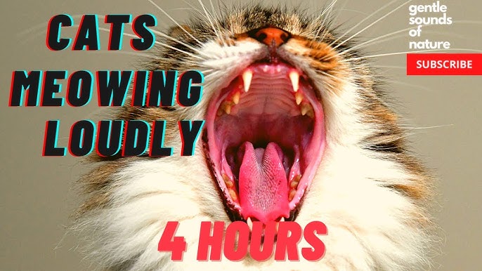 Angry Cat Sound - Scary  Animal Sounds with Peter Baeten 