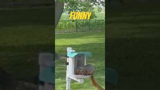 🐿️THIS IS HILARIOUS #youtube