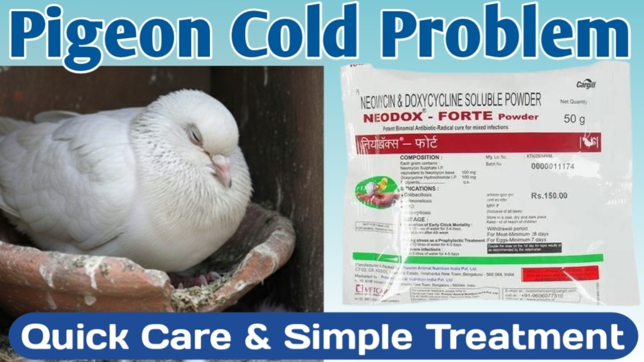 Pigeon Cold Problem 🕊️ | Best Medicine & Full Treatment at Home
