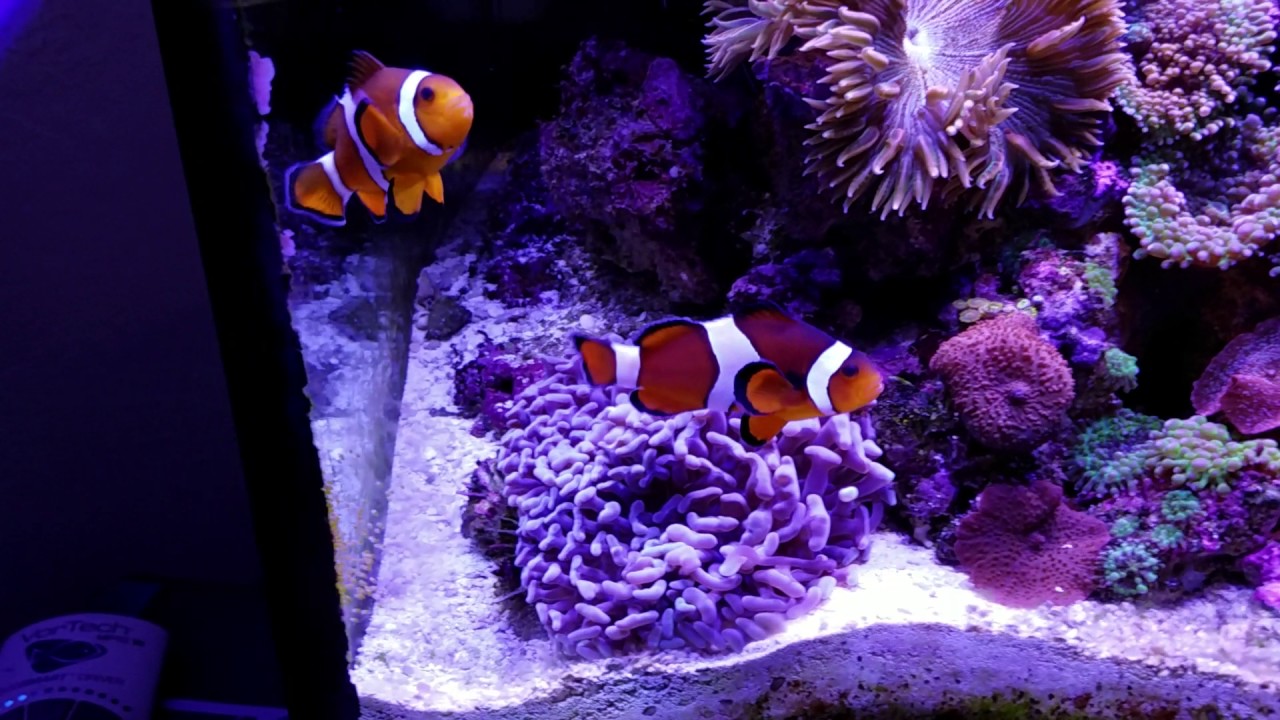 39 update on the 30 gallon reef tank youtube 30 gallon reef tank lighting