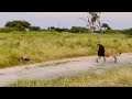 Super black mane male lion chased away young male lions  hyenas over kill  okavango delta