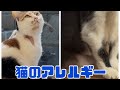 猫の食物アレルギーと日光過敏症