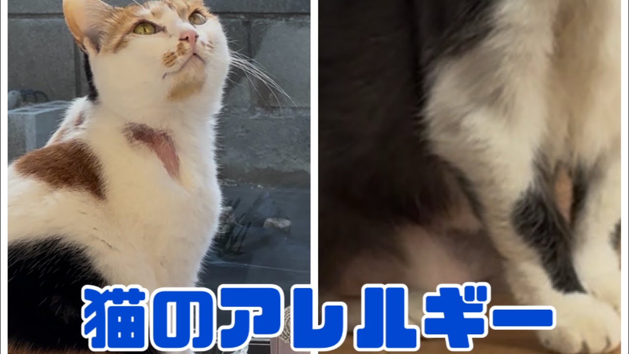 猫の食物アレルギーと日光過敏症