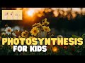 Photosynthesis Concepts and Processes