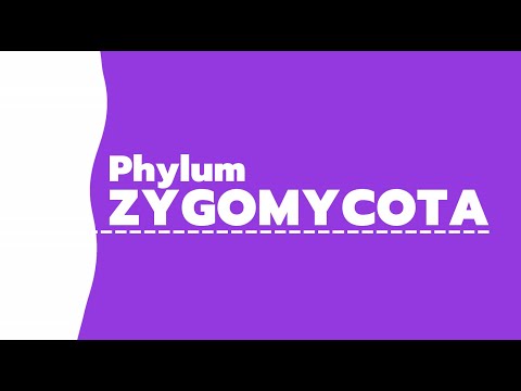 วีดีโอ: Zygomycota สืบพันธุ์อย่างไร?