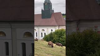 Willisau (LU) ❤️ #switzerland #швейцария #church #Виллизау #luzern #lucerne #oldtown #altstadt