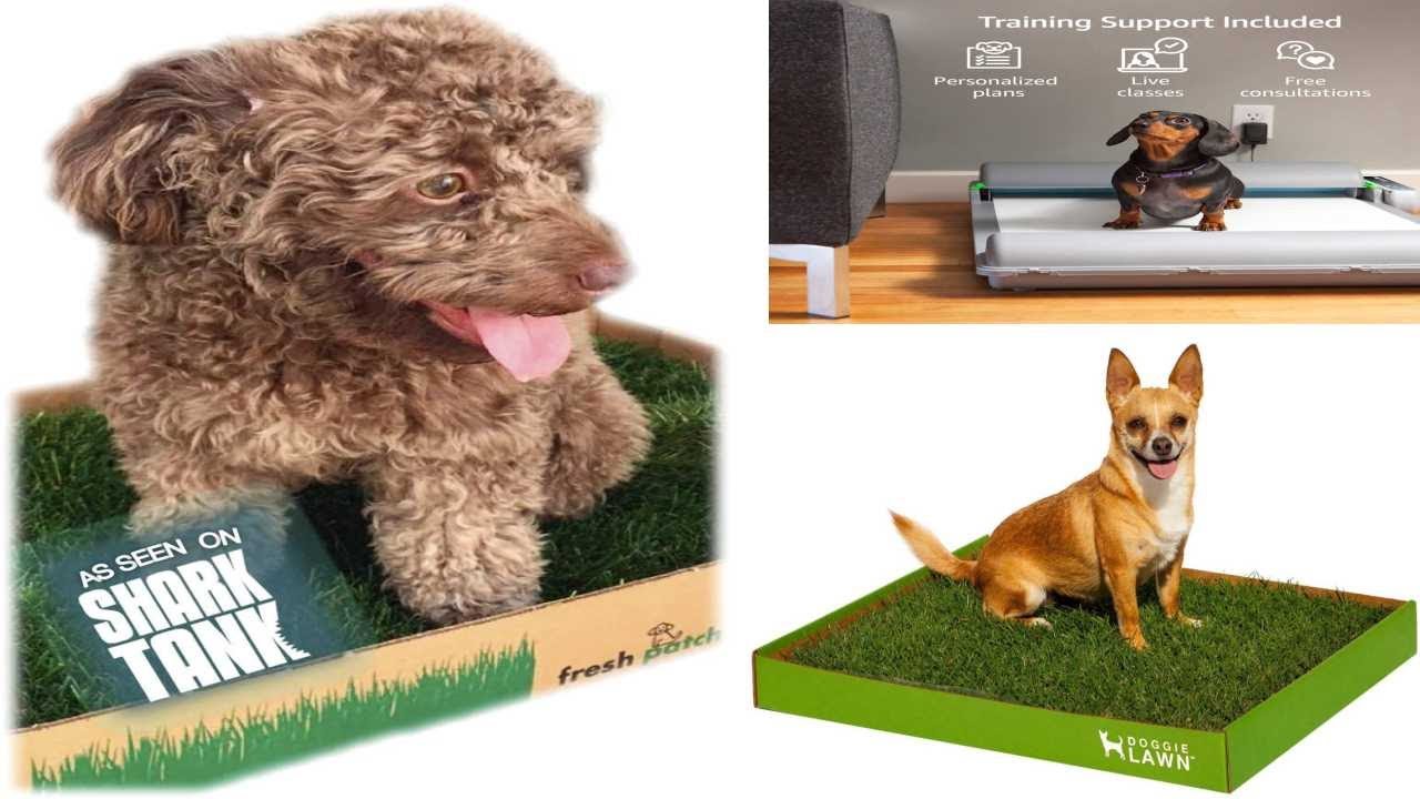 best porch potty for dogs 2021 - YouTube