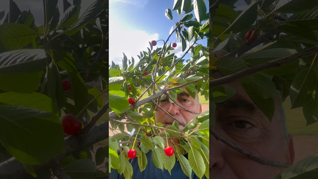 Sabéis diferenciar los cerezos de los guindos por la disposición de sus frutos?