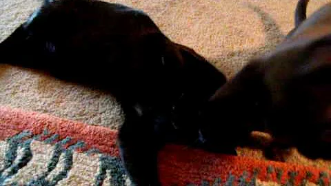 Video 1354911: bombay kittens, burmese kitten, kitten home