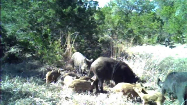 Figure "6" Hog Trap Build