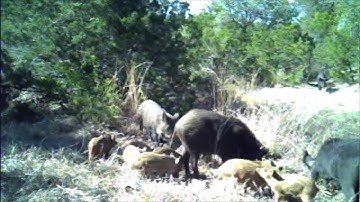 Figure "6" Hog Trap Build