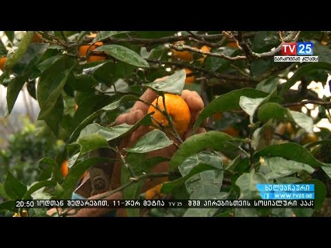 ნარინჯისფერი რთველი 2018