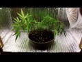 Home made micro grow cabinet Home made micro grow cabinet