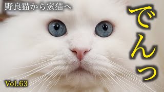 ドアップがたまらない可愛さで身悶えしちゃいます♡Beautiful cat's face is so cute that I faint!