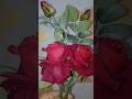 #panjabisong 🌹❤️ #rose #lovesong #flowers ❤️❤️🌹🌹#shortsyoutube