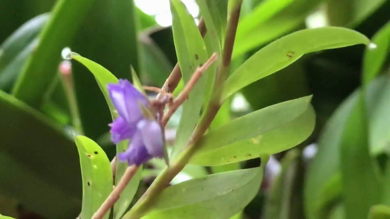 Appendicula malindangensis: Seltene Orchidee im Pflanzenporträt