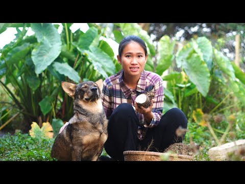 Video Ẩm thực đồng quê - Cách làm món bánh khoai sáp vàng... - youtube