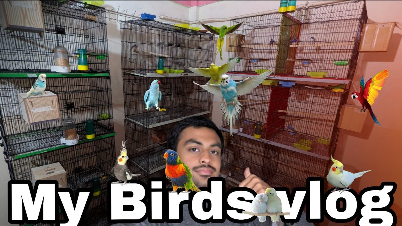 My birds vlog
