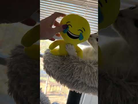 Noel The Foster Kitten Enjoying Her New Plush