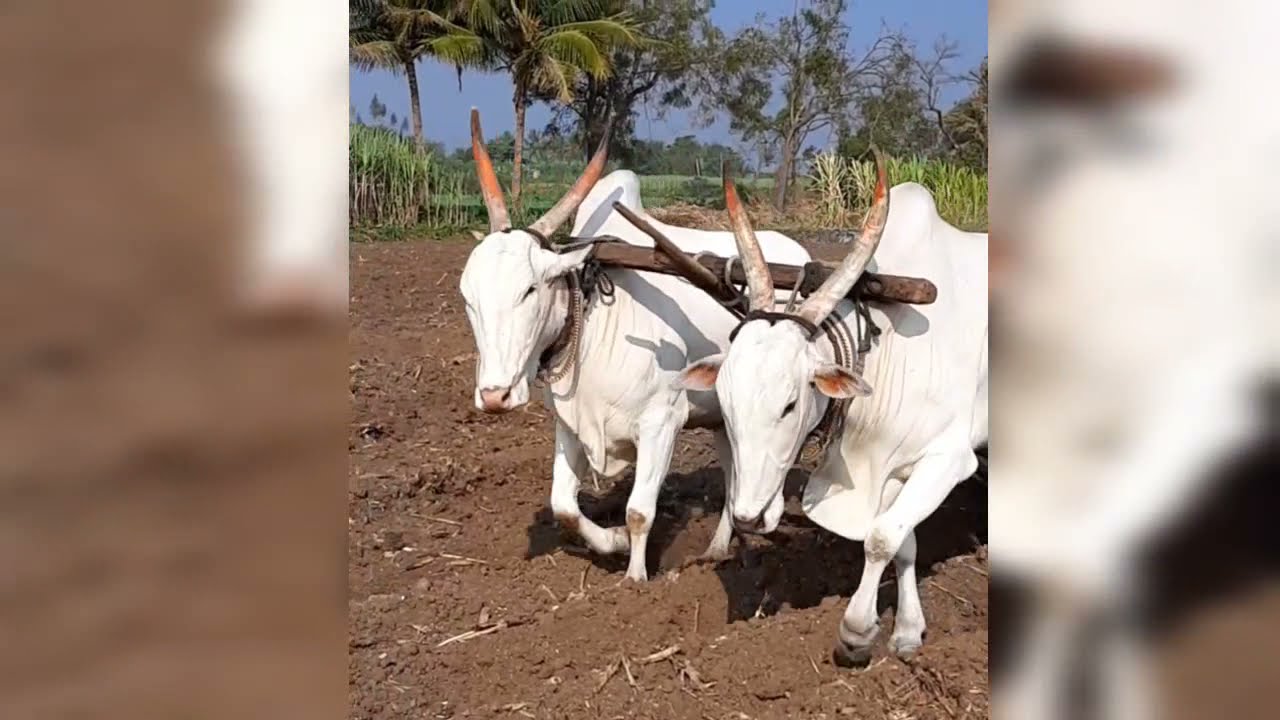 🐂🐂💪💪👳Bulls whatsapp status video👳💪💪🐂🐂