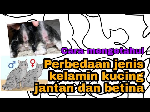 Perbedaan Jenis Kelamin Kucing Jantan dan Betina #story23 (Gembul Family)