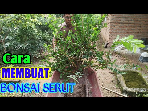 Cara Membuat BONSAI SERUT (Streblus Asper)