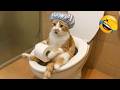 Cats That Will Fix Your Mood Immediately 😻 Funny Cat Videos 2026