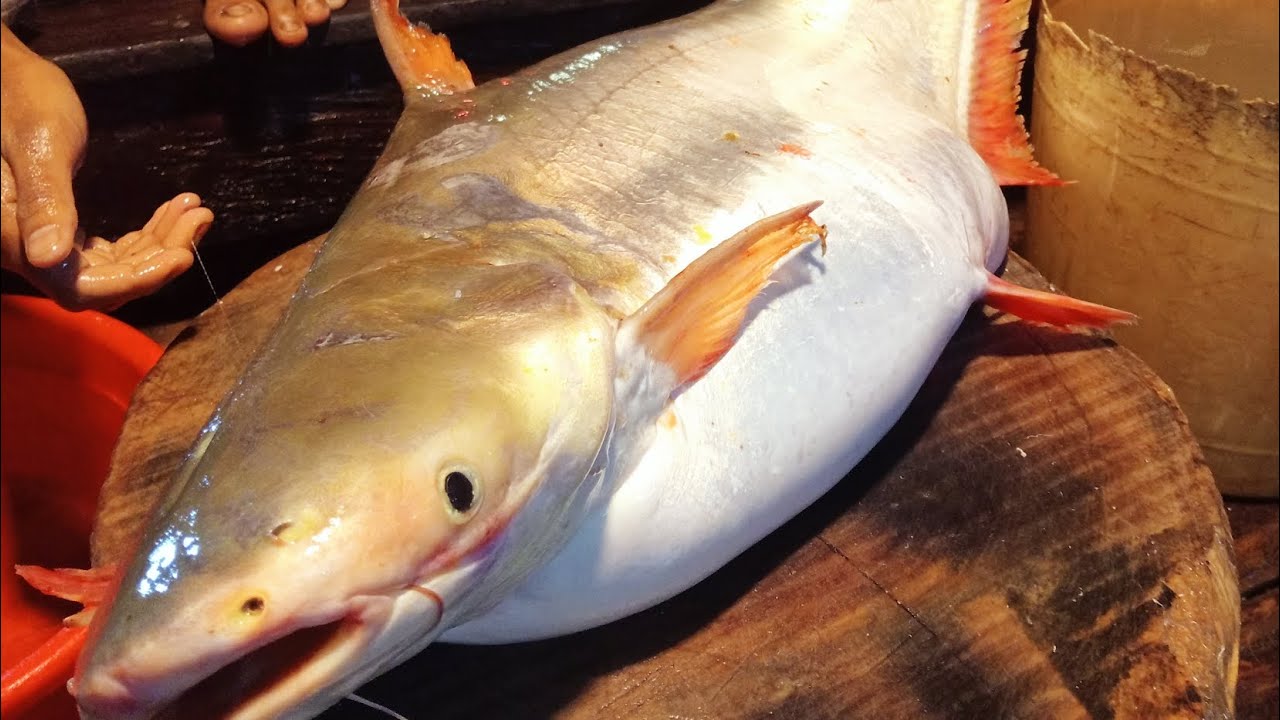 নদীর পাঙ্গাস কাটিং#pungus fish#cutting skills #viral #youtube #fish# ...