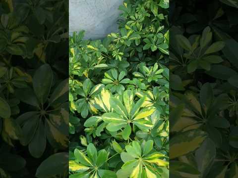 اراليا الشفليرا