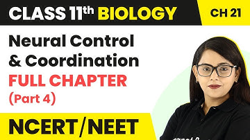 Neural Control and Coordination Full Chapter Explanation (Part 4)| Class 11 Biology Ch 21 NCERT/NEET