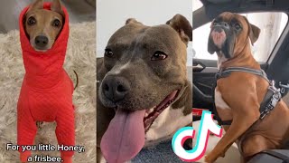 BEST DOG TIKTOKS!! #22 by ANIMAL TIKTOK 12,865 views 2 years ago 16 minutes