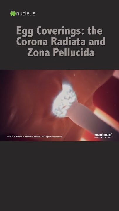 Sperm Barrier: Corona Radiata Cells #shorts