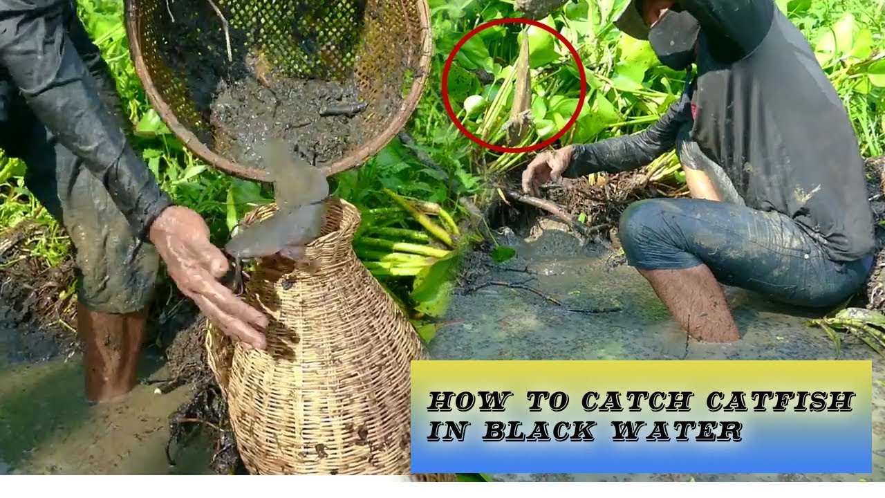 JoJo Fishing Catch Catfish in Black water Using Fishing trap Catch