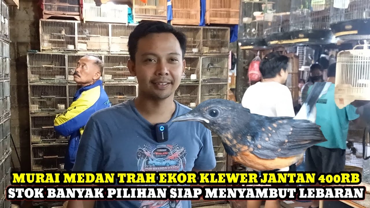 MURAI TRAH EKOR KLEWER JANTAN 400RB!!HARGA BURUNG TERBARU DIKIOS HAJI ABU PASAR BURUNG PRAMUKA
