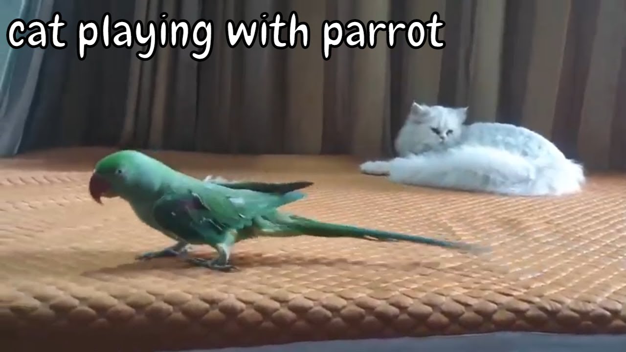 Funny Parrots & cute moment of the animals happy cat and annoying cat