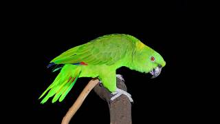 Jujjumusic feat. tony ALLEN and Emmanuel Pi Djob - We Shall Overcome