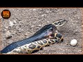 Most Terrifying SNAKE Attacks Ever Recorded Wild Animals Most Terrifying SNAKE Attacks Ever Recorded Wild Animals