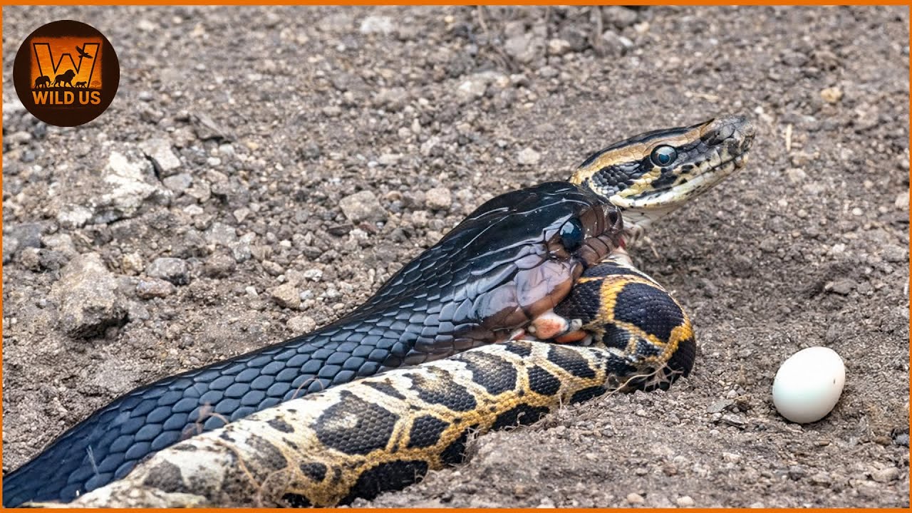 Most Terrifying SNAKE Attacks Ever Recorded | Wild Animals