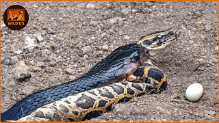 Famous Most Terrifying SNAKE Attacks Ever Recorded | Wild Animals Profile
