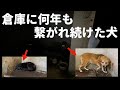 【保護犬】歩くことを忘れた犬達...今まで届かなかった声は今やっと届いたよ