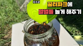 꿀통에 말벌넣어서 말벌꿀 만들기