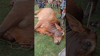 প্রচন্ড রোদে তাপে স্টক করছে চৌবাড়ীয়া হাটে #cow #গরুর #animals #pictograms #drawio