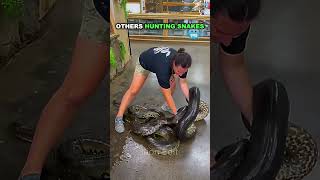 Dev Anakonda Yılanı Anaconda Snake