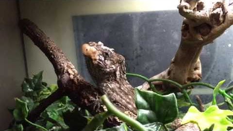 False chameleon (barbatus) eating snails!